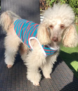 Dog Bless You Summer Blue Stripe T-Shirt