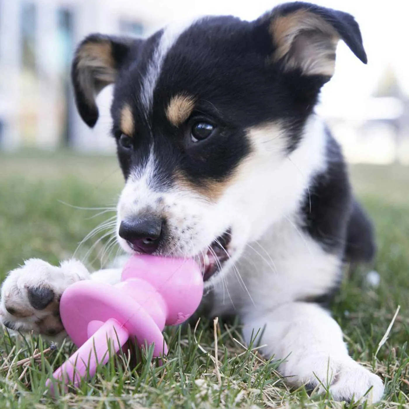 KONG Puppy Assorted Binkie