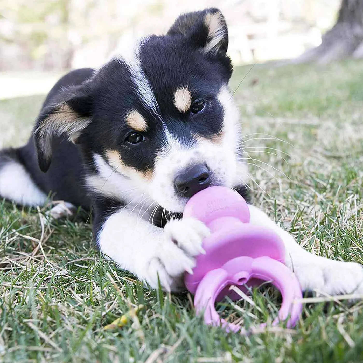 KONG Puppy Assorted Binkie